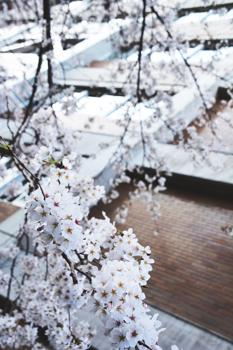 旗の台キャンパスの桜