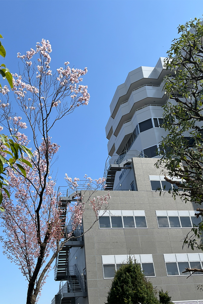 mv_昭和大学病院の桜