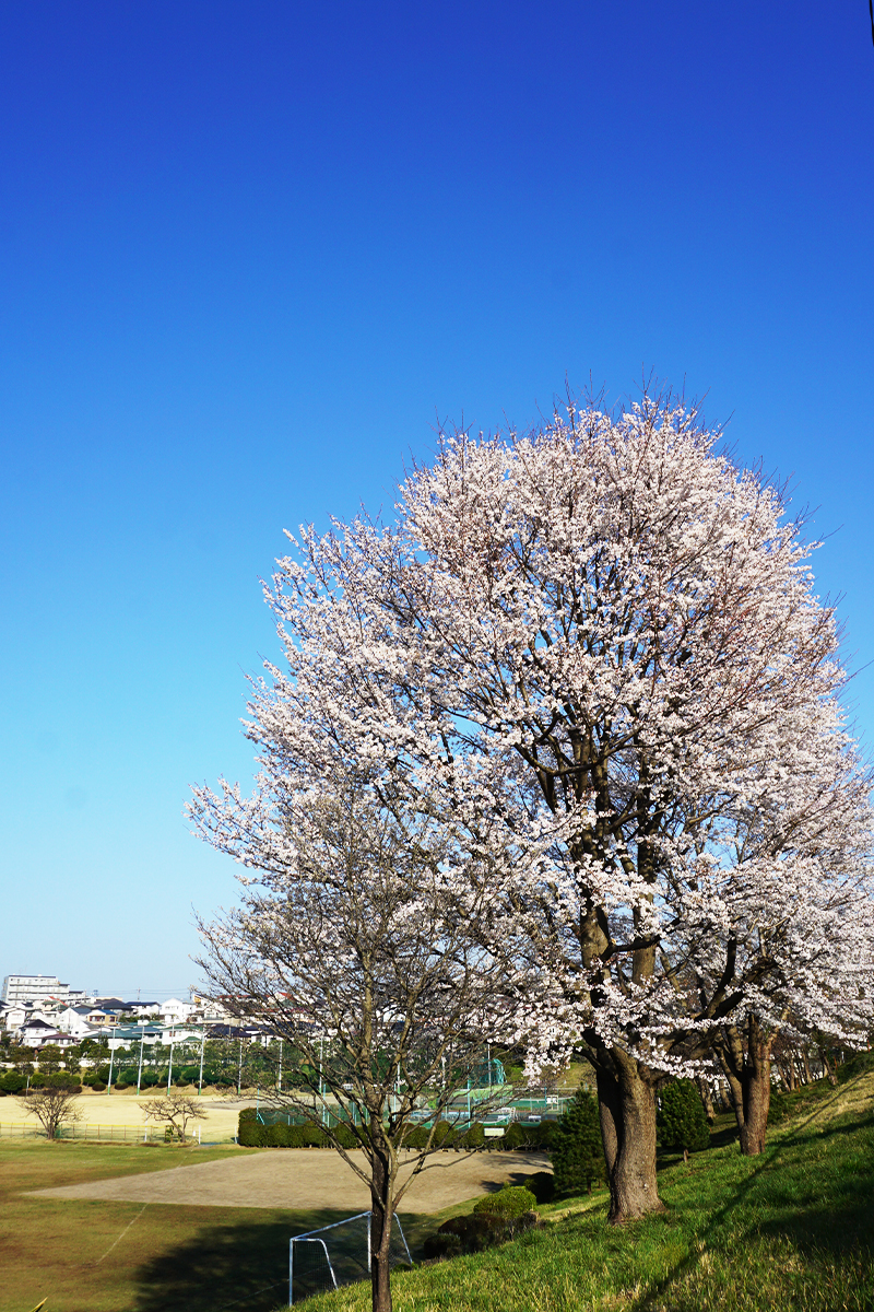 鷺沼校地の薄墨桜