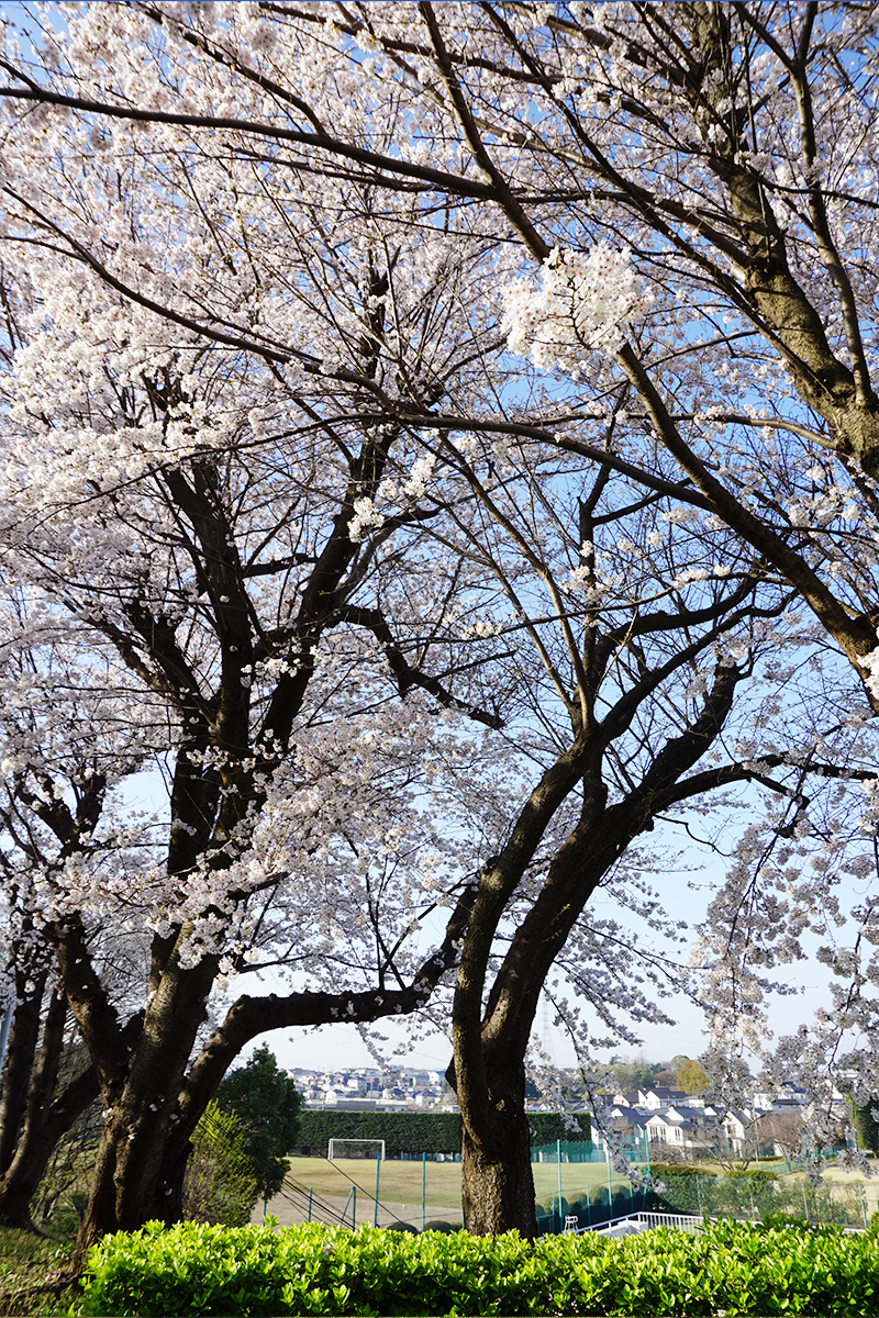 鷺沼校地の桜