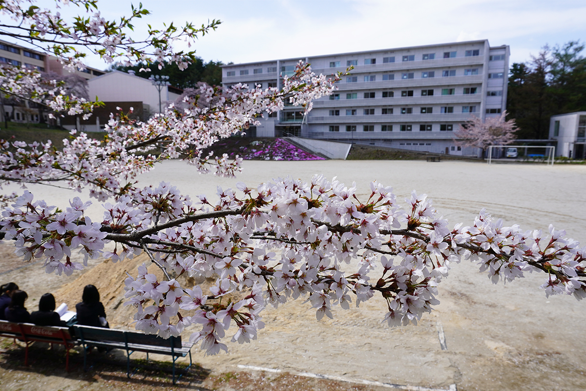 富士吉田キャンパスの桜